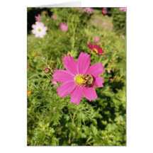 Levendige Roze Kosmos Bloem Blank Kaart