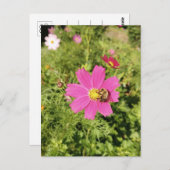 Levendige Roze Kosmos Bloem met een Bijen Briefkaa Briefkaart (Voorkant / Achterkant)