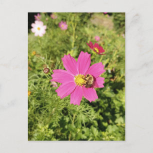 Levendige Roze Kosmos Bloem met een Bijen Briefkaa Briefkaart