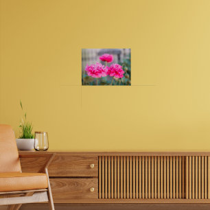 Levendige Roze Mediterrane Papavers Poster