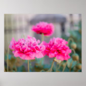 Levendige Roze Mediterrane Papavers Poster (Voorkant)