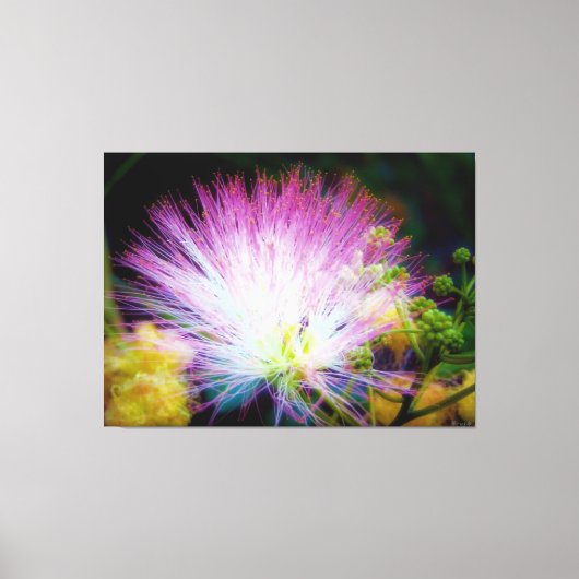 Levendige Roze Mimosa Bloei Canvas Afdruk (Voorkant)