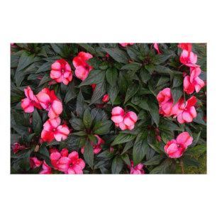 Levendige Roze Nieuw-Guinea Impatiens Bloemen Patr Foto Afdruk