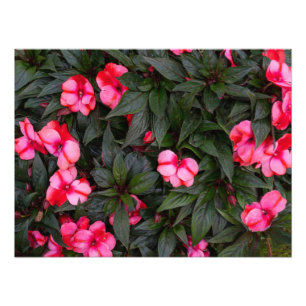 Levendige Roze Nieuw-Guinea Impatiens Bloemen Patr Foto Afdruk
