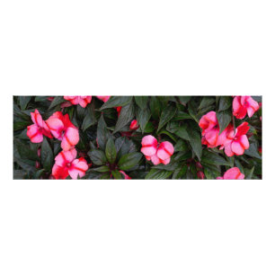 Levendige Roze Nieuw-Guinea Impatiens Bloemen Patr Foto Afdruk