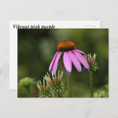 Levendige roze paarse coneflower briefkaart (Voorkant / Achterkant)