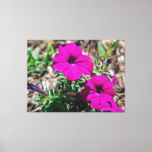 Levendige Roze Petunia's in Bloei Canvas Afdruk (Voorkant)