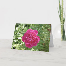 Levendige roze pioen bloem dank u kaart