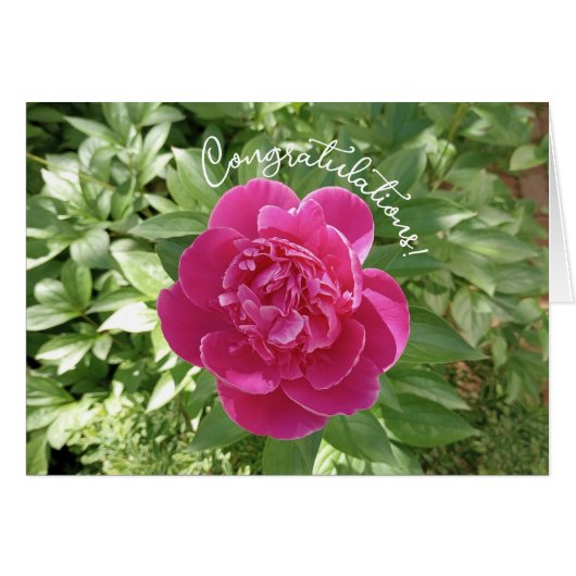 Levendige roze pioen bloem gefeliciteerd Kaart (Voorkant Horizontaal)