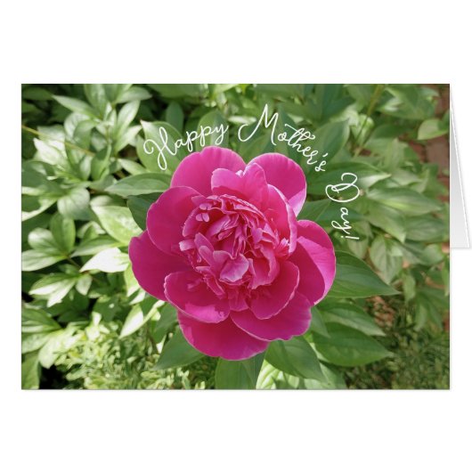 Levendige roze pioen bloem Moederdag Kaart (Voorkant Horizontaal)