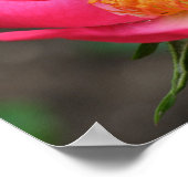 Levendige Roze Rozen Spiegel Abstract Poster (Hoek)