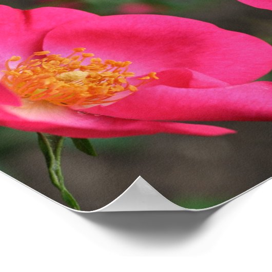 Levendige roze rozenblaadjes Abstracte bloemenkuns Poster (Hoek)