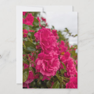 Levendige Roze Rozenbloesems in Volle Bloei Kaart