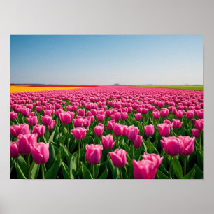 Levendige Roze Tulpen in Lenteveld Poster