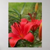 levendige schoonheid - door W. Michael Ley - ... Poster (Voorkant)