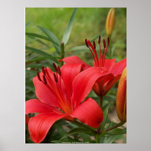 levendige schoonheid - door W. Michael Ley - ... Poster (Voorkant)