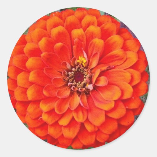 Levendige Sinaasappel Zinnia Bloemen Stickers / ze (Voorkant)