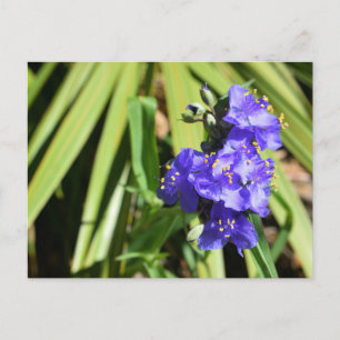 Levendige Spiderwort bloemen Briefkaart