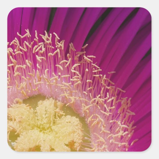 Levendige Stickers (Voorkant)