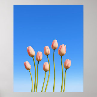 Levendige tulpen onder een heldere blauwe hemel poster