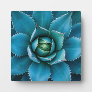 Levendige Turkoois Agave Succulent Macro Geometris Fotoplaat