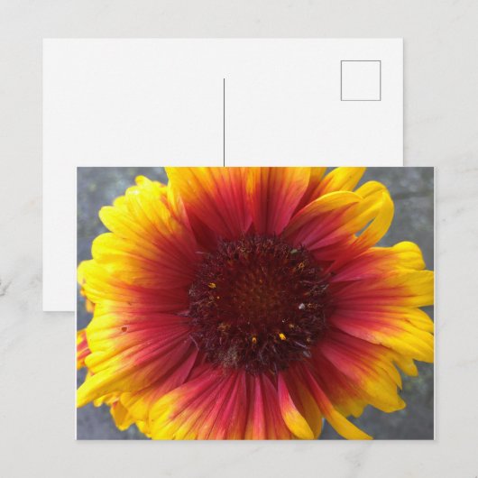 Levendige ventilator briefkaart (Voorkant / Achterkant)