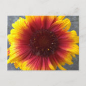 Levendige ventilator briefkaart (Voorkant)