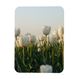 Levendige witte en rode tulpen Tuinfoto magneet