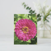 Levendige Zinnia Bloem Foto Briefkaart (Staand voorkant)