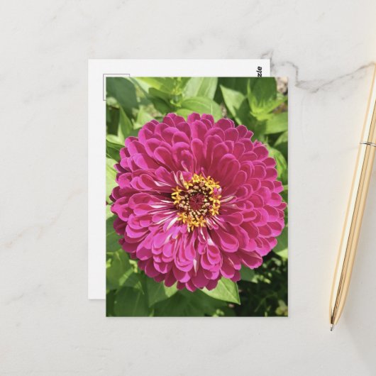Levendige Zinnia Bloem Foto Briefkaart (Voorkant / Achterkant in situ)