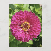 Levendige Zinnia Bloem Foto Briefkaart (Voorkant)