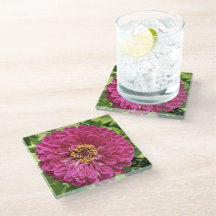 Levendige Zinnia Bloem Foto