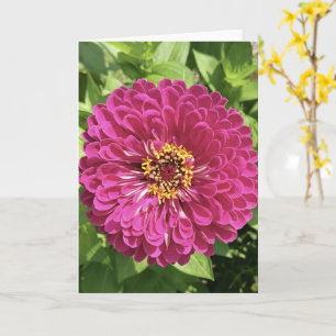 Levendige Zinnia Bloem Foto Kaart