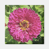 Levendige Zinnia Bloem Foto Magneet (Voorkant)