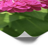 Levendige Zinnia Bloem Foto Poster (Hoek)