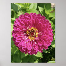 Levendige Zinnia Bloem Foto