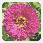 Levendige Zinnia Bloem Foto Vierkante Sticker (Voorkant)