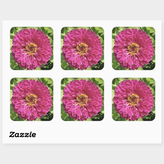 Levendige Zinnia Bloem Foto Vierkante Sticker (Vel)