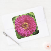 Levendige Zinnia Bloem Foto Vierkante Sticker (Envelop)