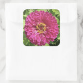Levendige Zinnia Bloem Foto Vierkante Sticker (Tas)