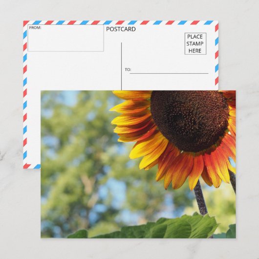 Levendige zomer zonnebloem briefkaart (Voorkant / Achterkant)