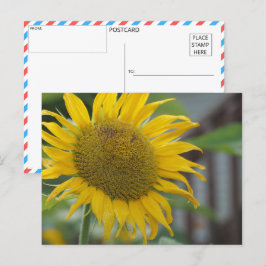 Levendige zomer zonnebloem briefkaart