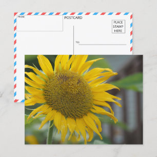 Levendige zomer zonnebloem briefkaart