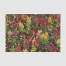 Levendige zomertuin in Orlando Florida