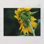 Levendige zonnebloem elegantie briefkaart (Voorkant)