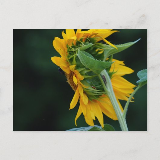 Levendige zonnebloem elegantie briefkaart (Voorkant)