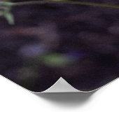 Levendige zonneschijn: Oranje zonnebloemen fotogra Poster (Hoek)