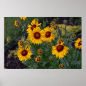 Levendige zonneschijn: Oranje zonnebloemen fotogra Poster (Voorkant)