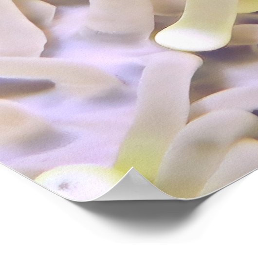 Levenkegelvis Poster (Hoek)