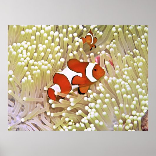 Levenkegelvis Poster (Voorkant)